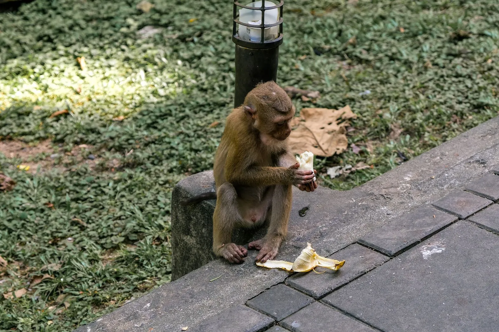 Young macaque eating a banana beside a lamp post on a paved path
