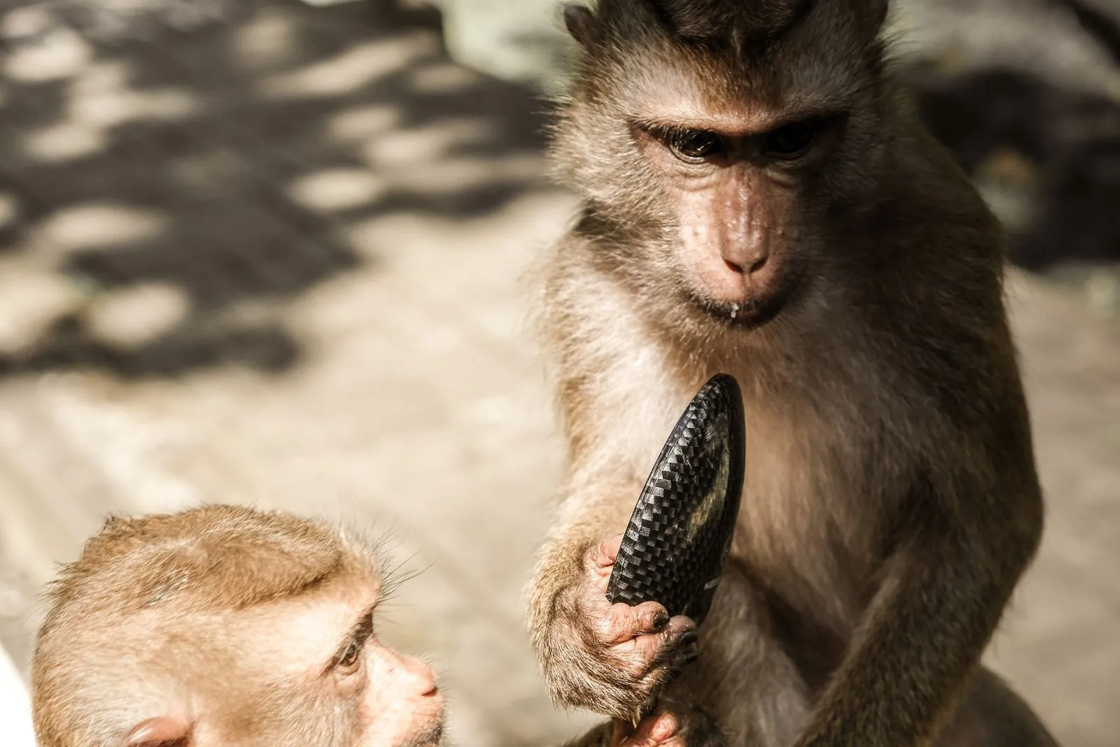 Close-up of a macaque holding a black comb, another monkey's face beside it