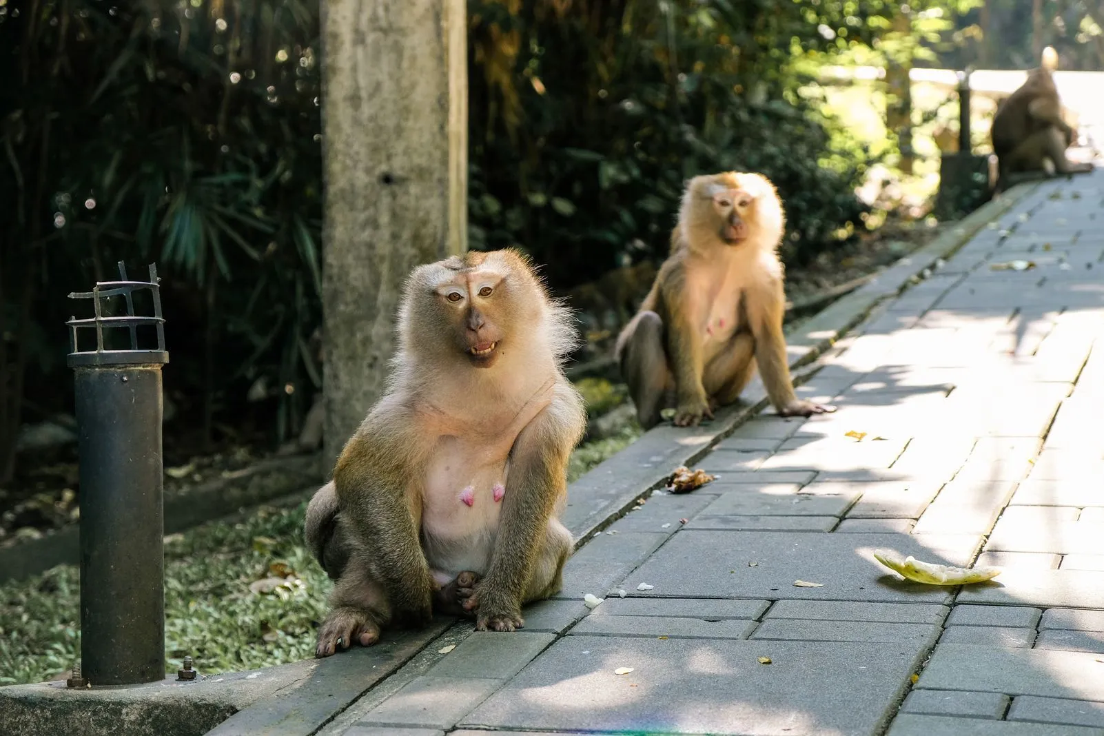 Two macaques sitting on a paved path, one baring its teeth