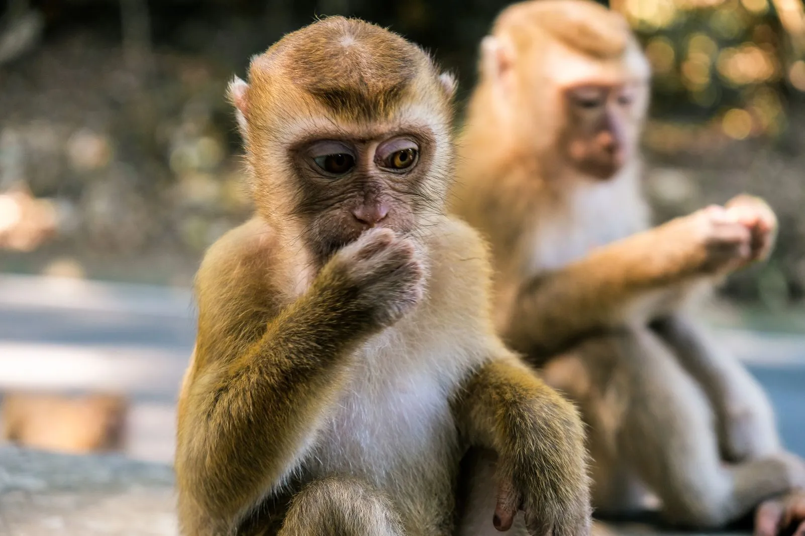 Close-up of a macaque eating with its hand near its mouth, another blurred behind it