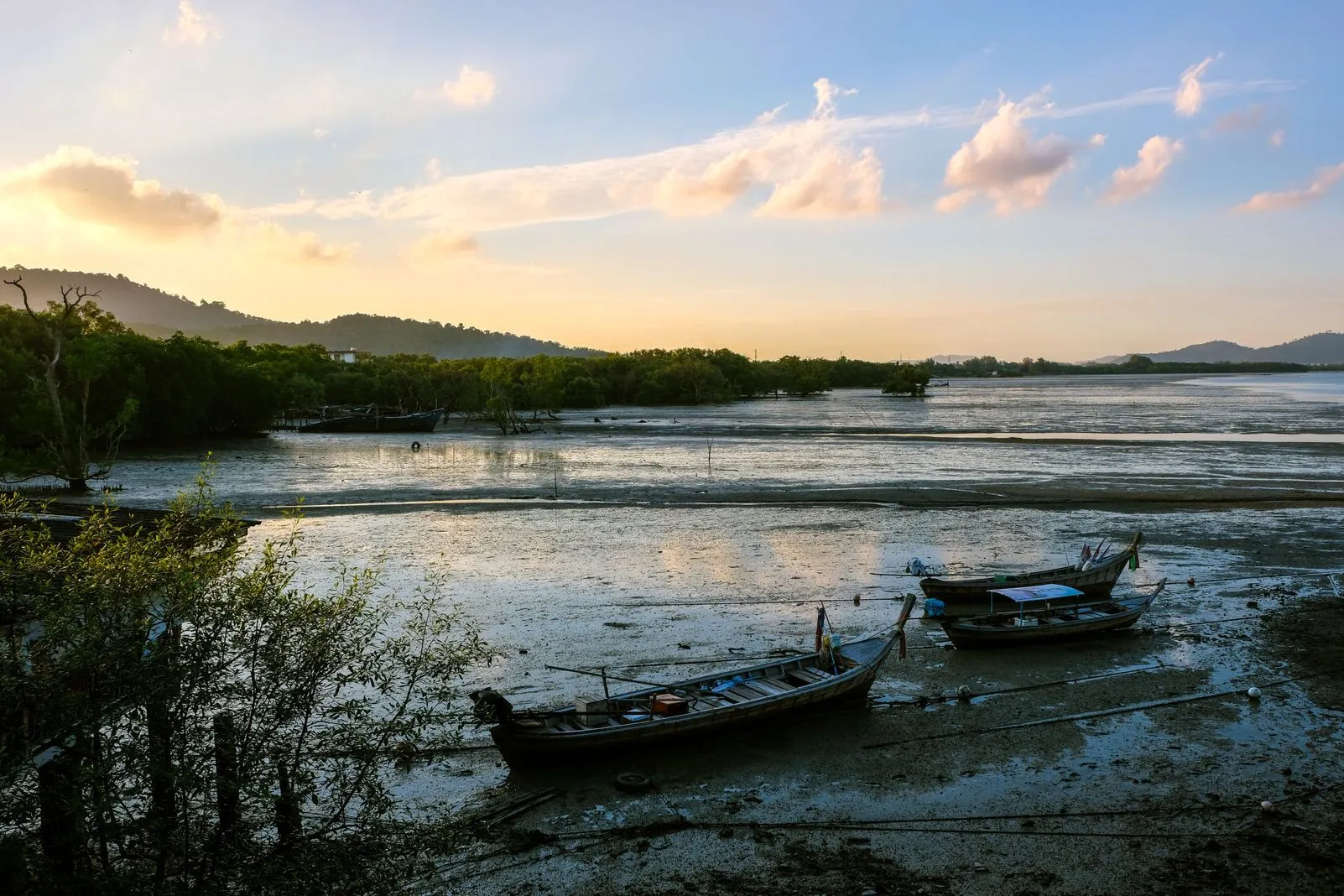 Longtail boats grounded on the mudflats at low tide among mangroves at sunset