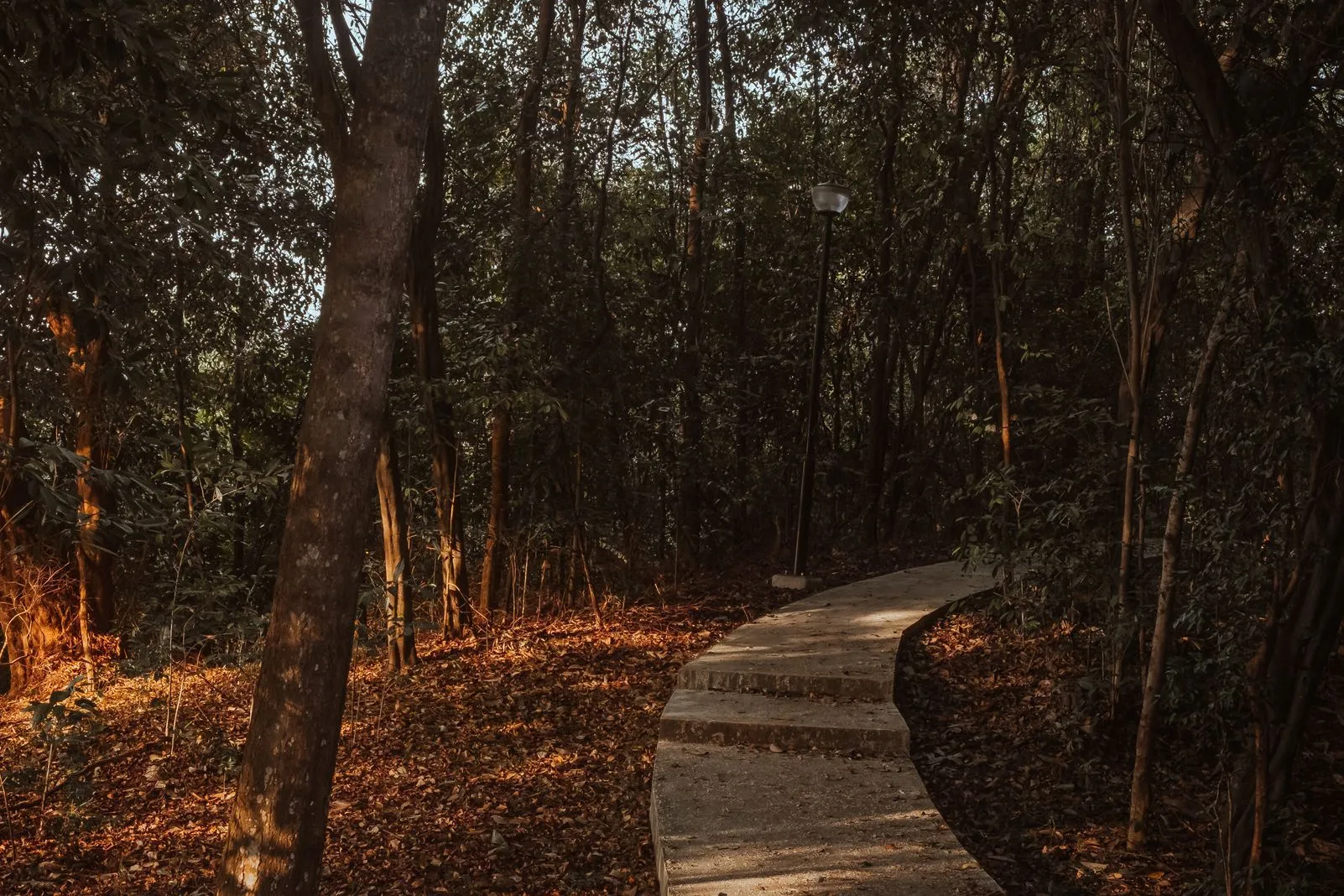 A winding forest path with stone steps and a lamp post at golden hour