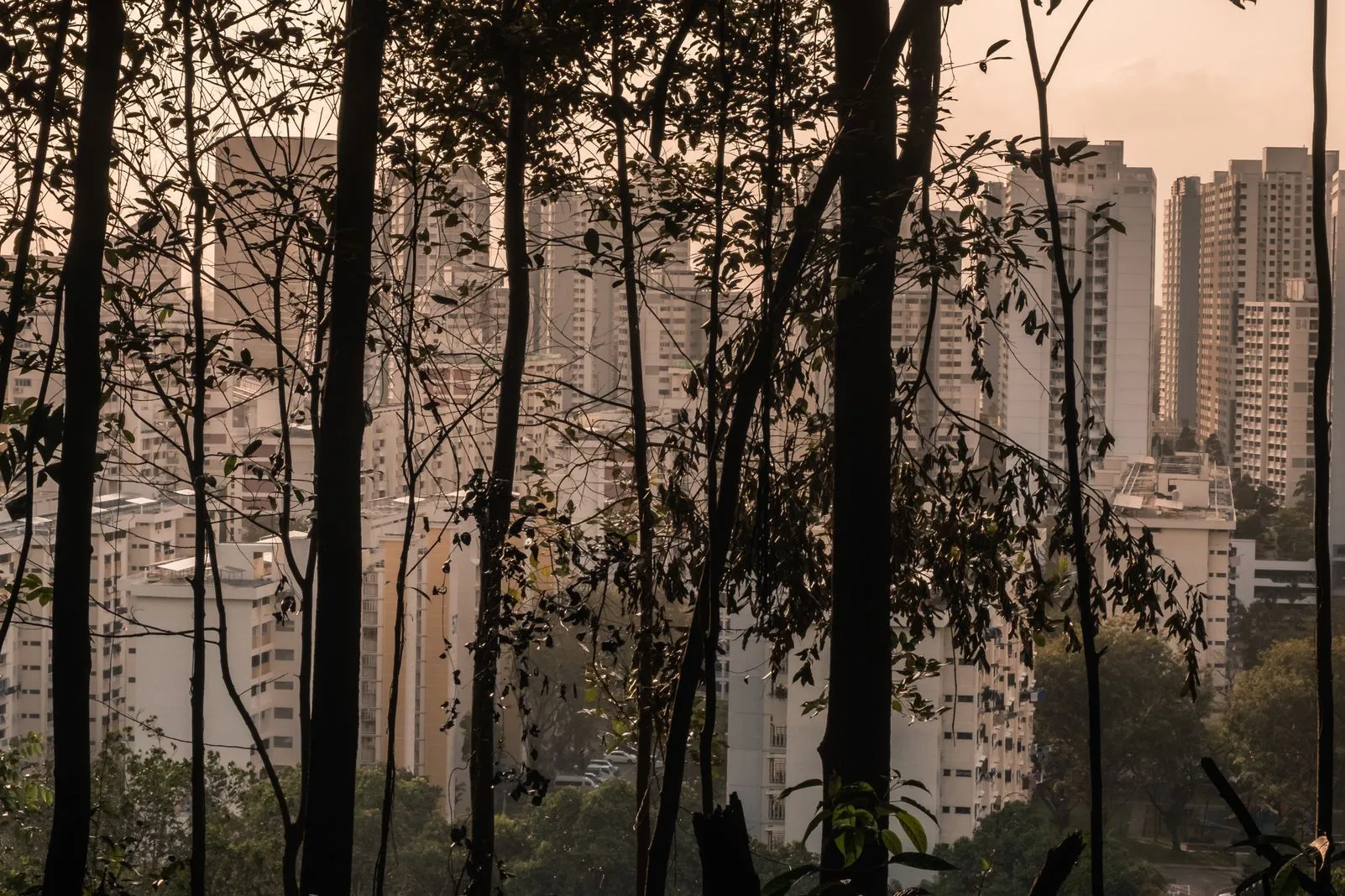 Silhouetted tree trunks framing a hazy golden-lit city skyline at dusk
