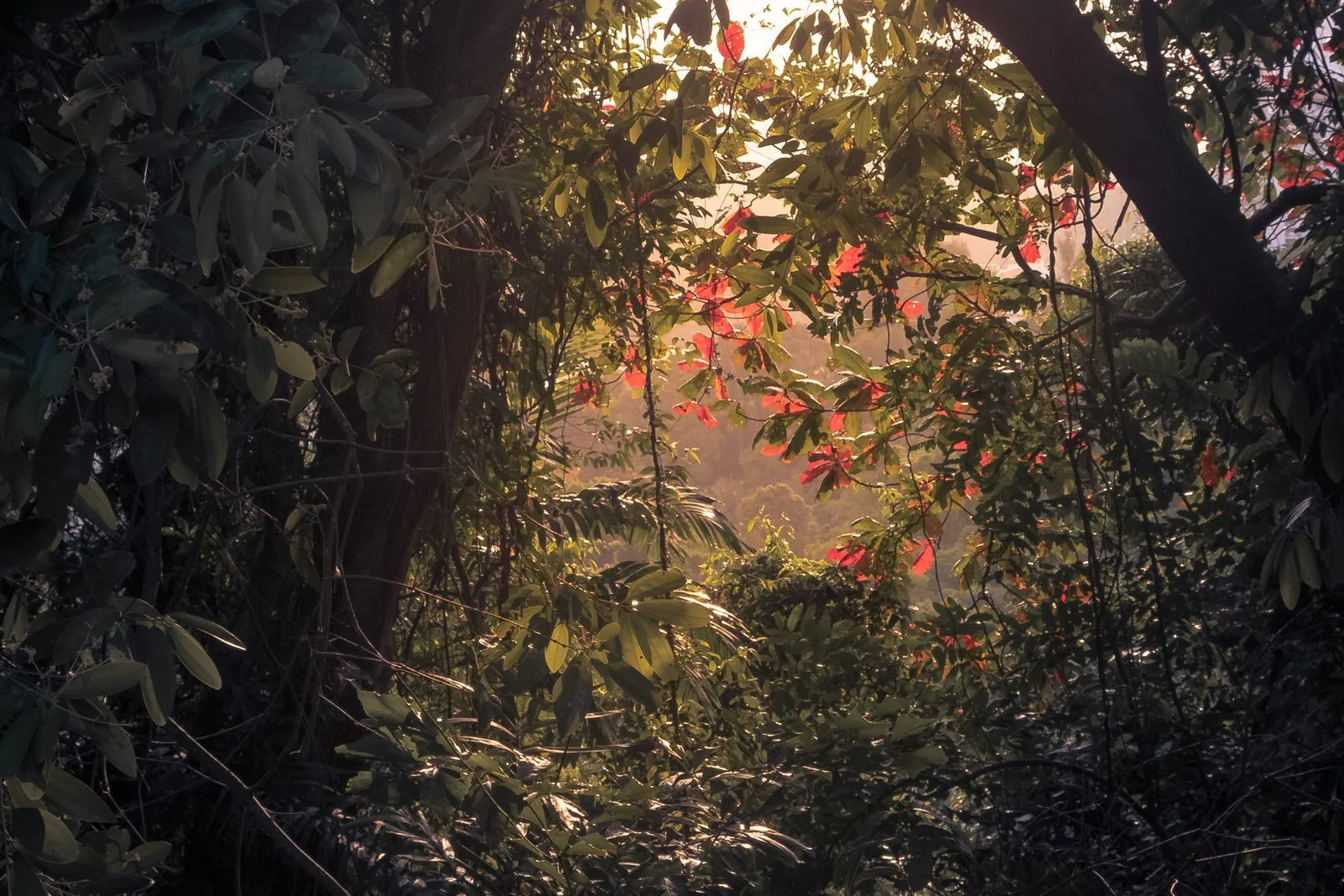 Sunlight breaking through jungle foliage with leaves glowing red in the light