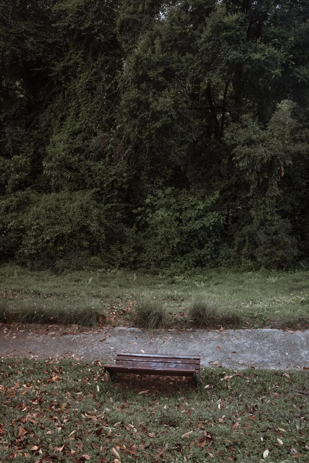 A weathered wooden bench sitting empty on the grass by a forest path