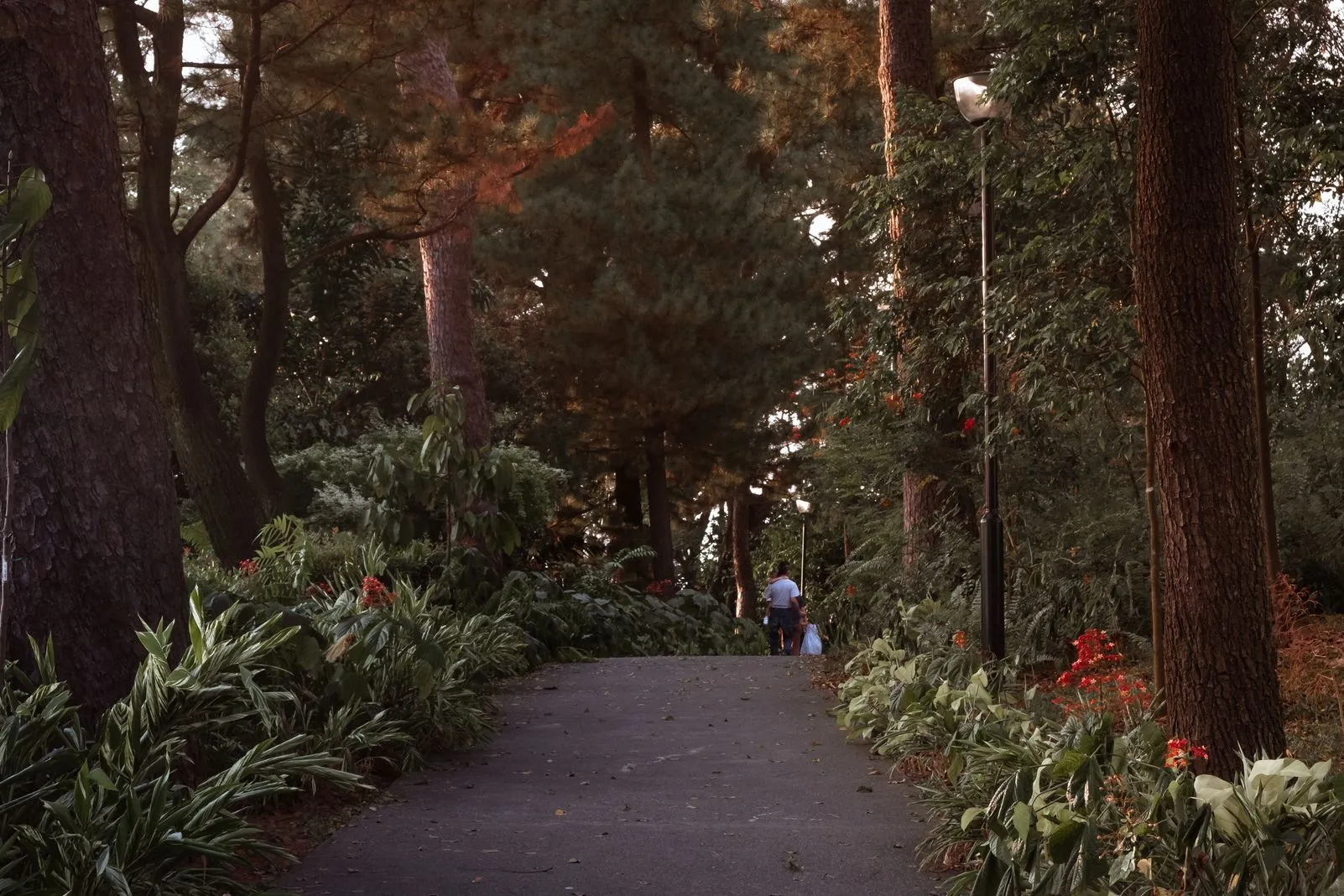 A tree-lined path with red flowers and two people walking in warm light