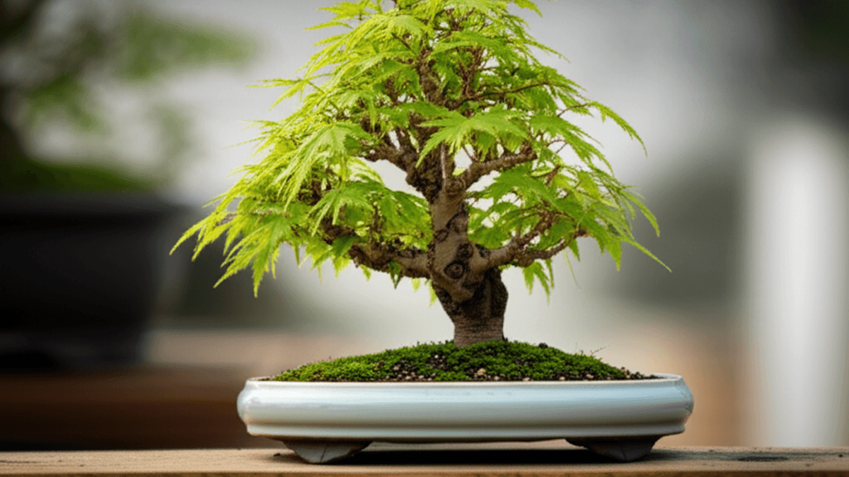 Image for Bonsai from Seed: 5 Essential Tips for Success
