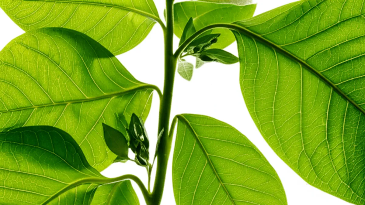 Image of Botany