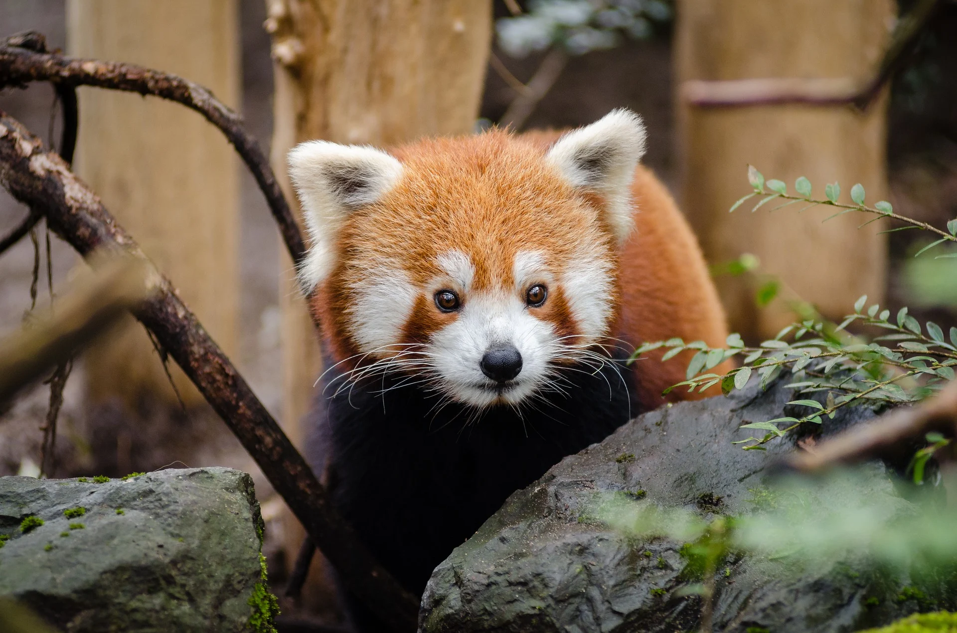 Vì sao thiếu ngủ lại làm mắt thâm quầng?