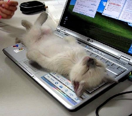 Tư thế ngủ hài hước độc đáo của động vật