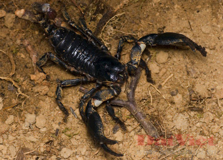 10 loài côn trùng nguy hiểm ở Việt Nam