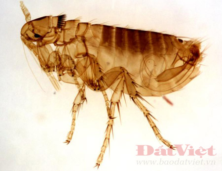 Câu chuyện con bọ chét