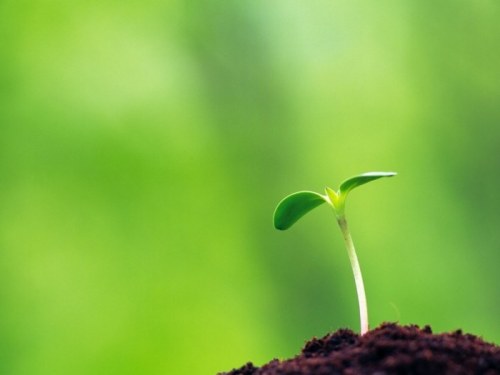 Câu chuyện của hai hạt mầm