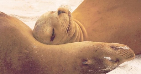Động vật cũng có khiếu hài hước