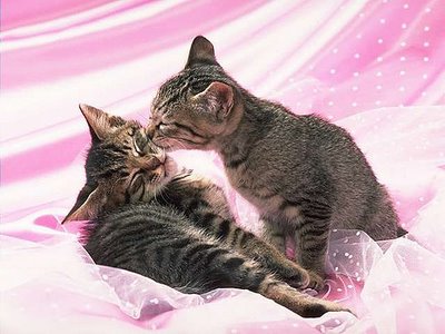 khi tôi thất tình ......