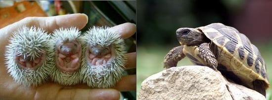 Phải chăng đây là nguồn gốc của một số loài ;))