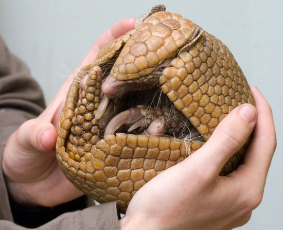 Phải chăng đây là nguồn gốc của một số loài ;))