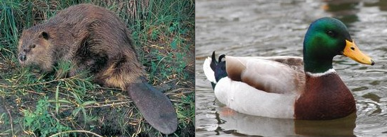 Phải chăng đây là nguồn gốc của một số loài ;))