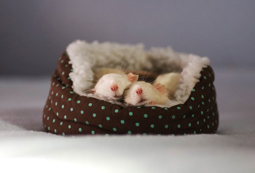 Những chú chuột đáng yêu ^^