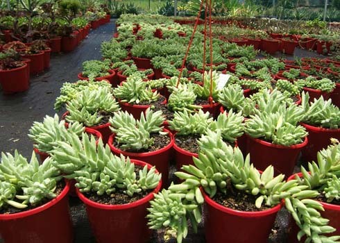 Hàng loạt cây xanh trong nhà chứa chất độc chết người