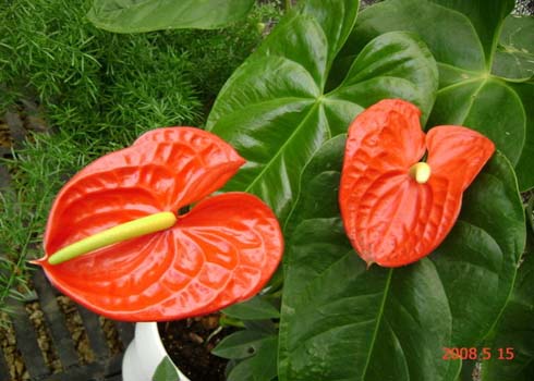 Hàng loạt cây xanh trong nhà chứa chất độc chết người