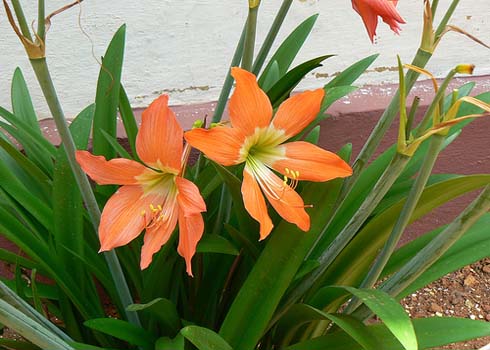 Hàng loạt cây xanh trong nhà chứa chất độc chết người