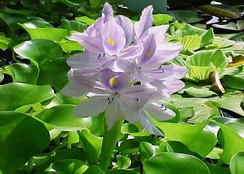 Hàng loạt cây xanh trong nhà chứa chất độc chết người