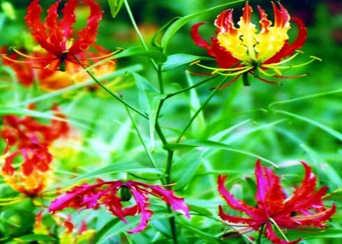 Hàng loạt cây xanh trong nhà chứa chất độc chết người