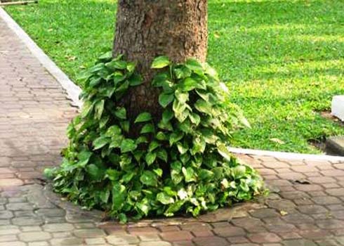 Hàng loạt cây xanh trong nhà chứa chất độc chết người
