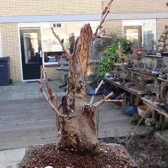 A demonstration photo of repotting a bonsai from the Ginkgo species