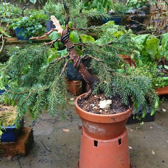 A demonstration photo of placement a bonsai from the Spruce species