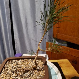 A demonstration photo of pruning a bonsai from the Pine species