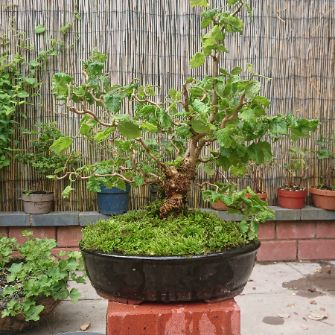 A demonstration photo of pruning a bonsai from the Hazel species