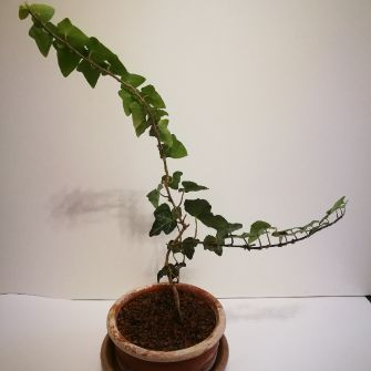 A demonstration photo of pruning a bonsai from the Ivy species