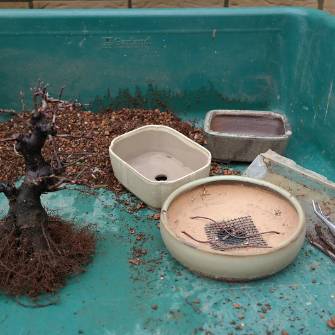 A demonstration photo of repotting a bonsai from the Cherry blossom species