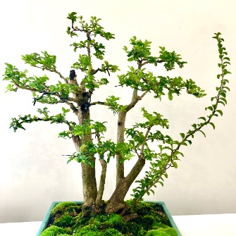 A demonstration photo of pruning a bonsai from the Ligustrum species