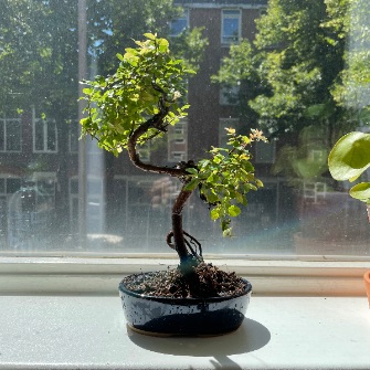 A demonstration photo of repotting a bonsai from the Sageretia Theezans species