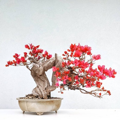 An exemplary photo of a Bougainvillea bonsai