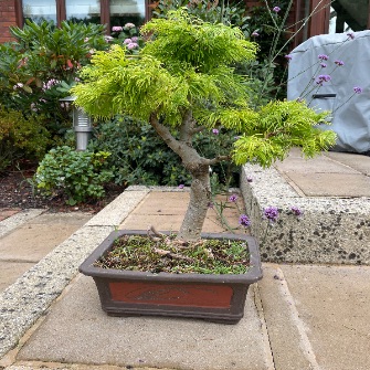 A demonstration photo of pruning a bonsai from the Larch species