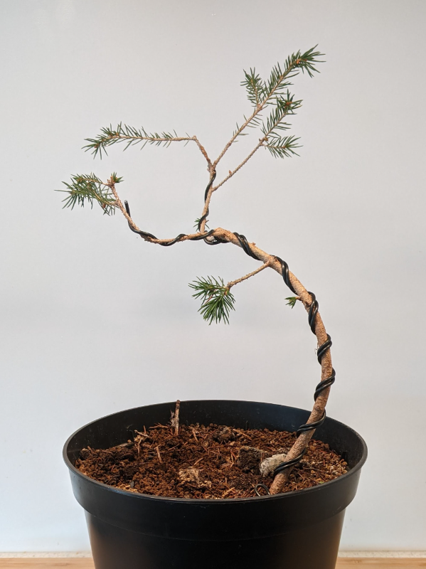 An exemplary photo of a Spruce bonsai