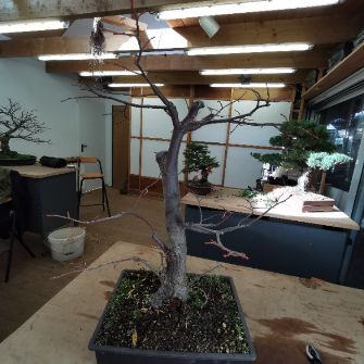 A demonstration photo of pruning a bonsai from the Lime species