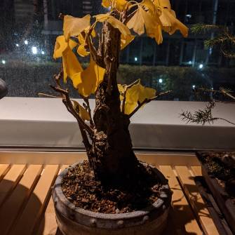 A demonstration photo of watering a bonsai from the Ginkgo species