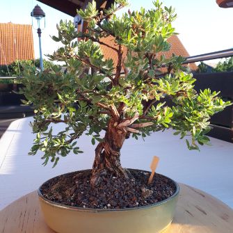 A demonstration photo of pruning a bonsai from the Potentilla species