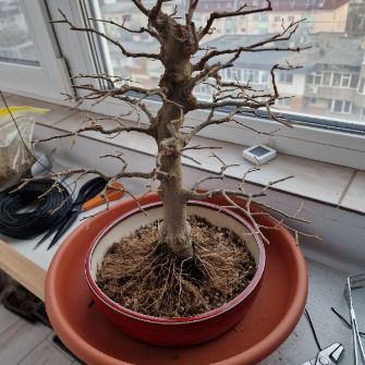 A demonstration photo of repotting a bonsai from the Celtis species