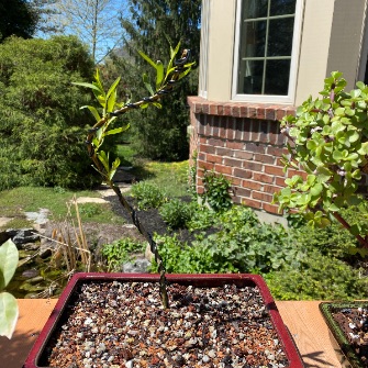 A demonstration photo of fertilizing a bonsai from the Weeping Willow species