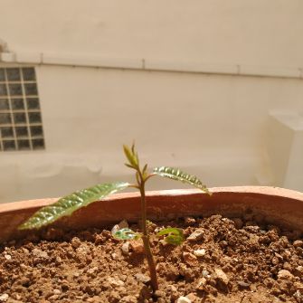 A demonstration photo of watering a bonsai from the Horse chestnut species