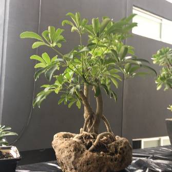 A demonstration photo of fertilizing a bonsai from the Umbrella Tree species