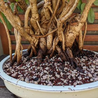 An exemplary photo of a Umbrella Tree bonsai