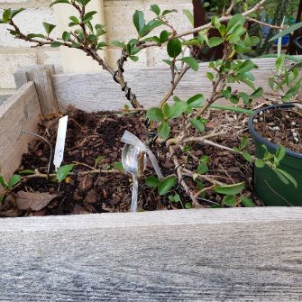 A demonstration photo of watering a bonsai from the Quince species