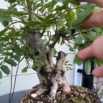 A demonstration photo of pruning a bonsai from the Rowan species